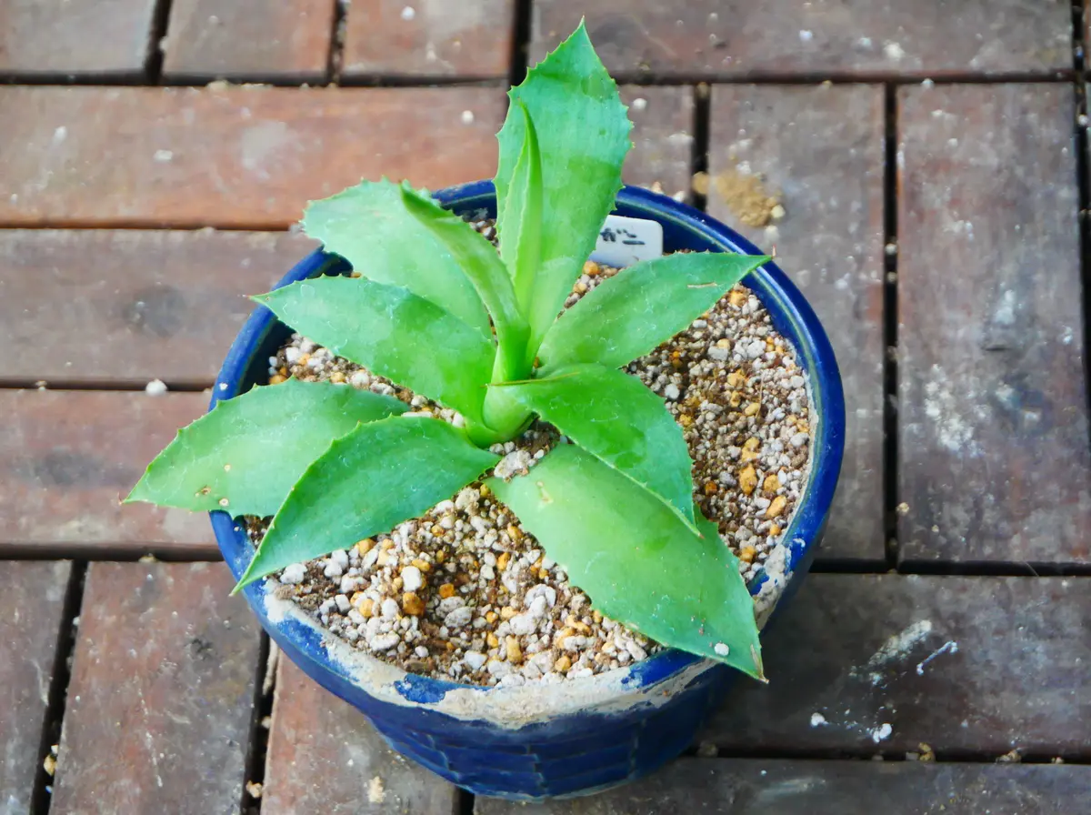 アガベ ホリダ 5本セット 園芸ネット本店｜アガベ：ホリダ 5号鉢植え