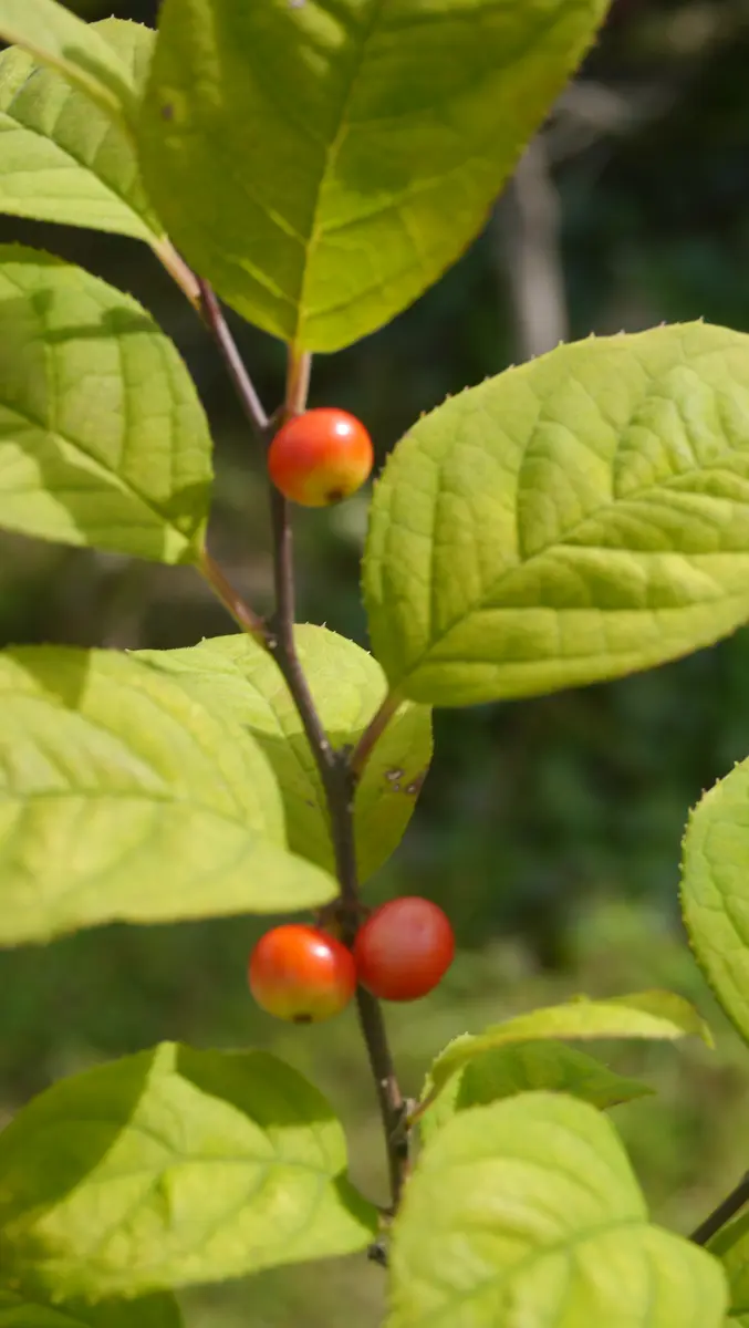 たった三粒だけど-梅擬(ウメモドキ)｜園芸日記byshinji70｜みんなの