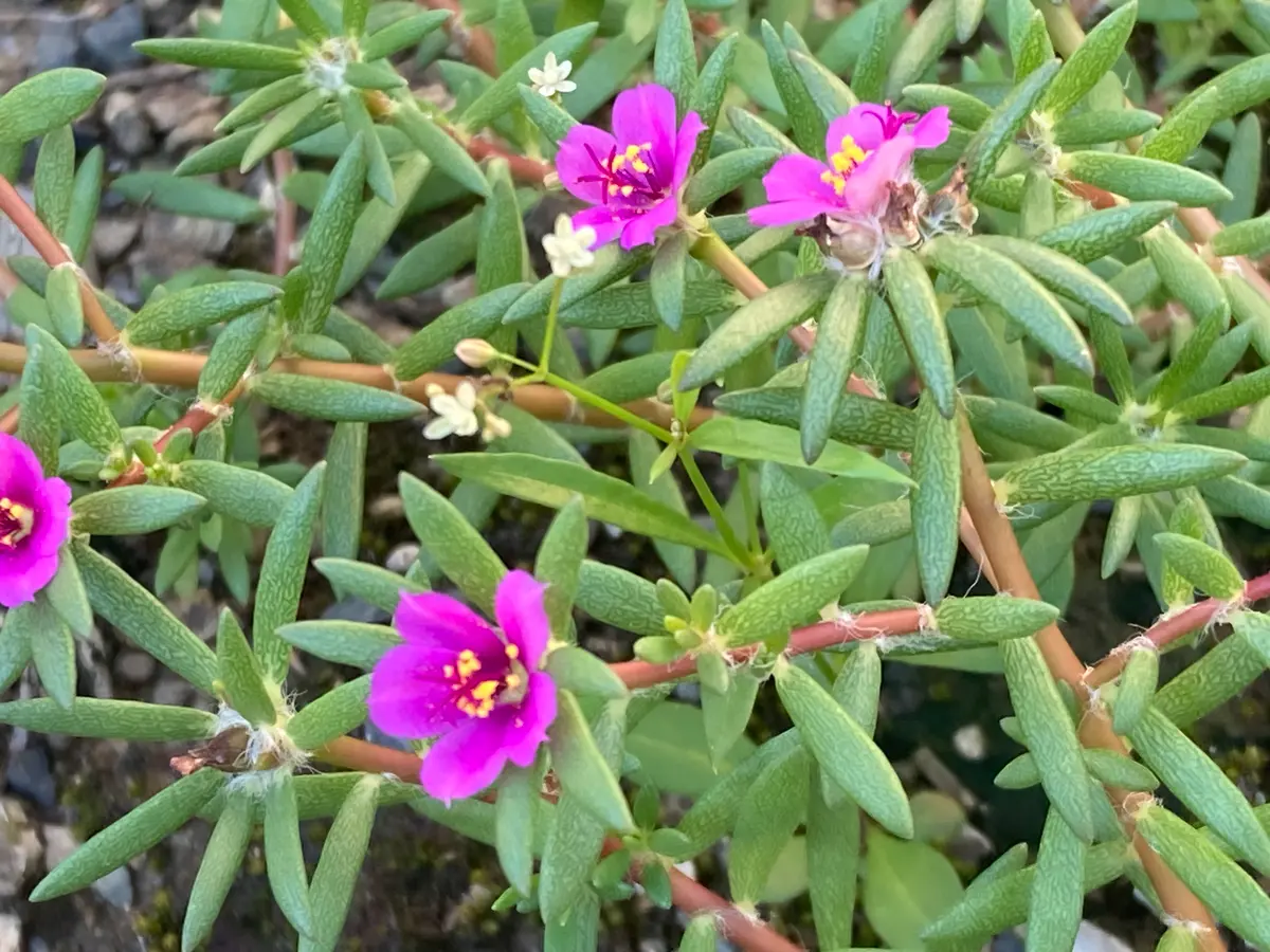 ピンク色の小花たち｜園芸日記bytotoriri｜みんなの趣味の園芸