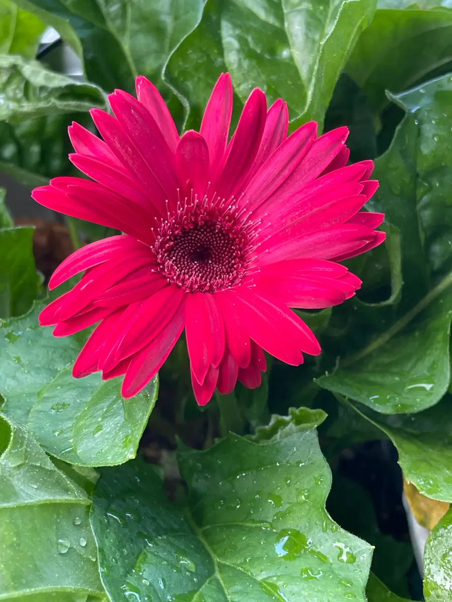 猛暑の中、赤いガーベラがベランダでまた一輪咲いた｜園芸日記