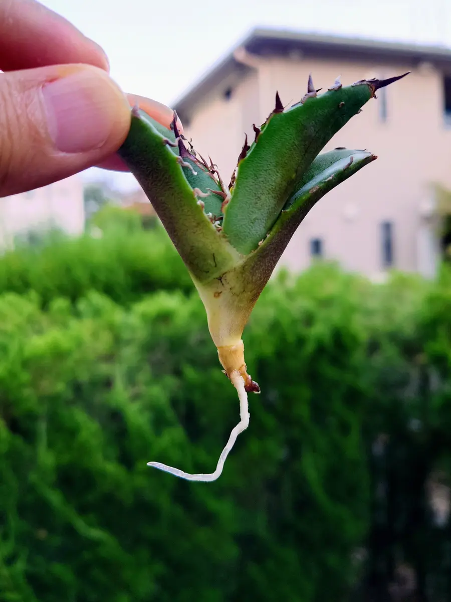 アガベ・チタノタ・白鯨さん、発根！｜園芸日記byPlantskafka
