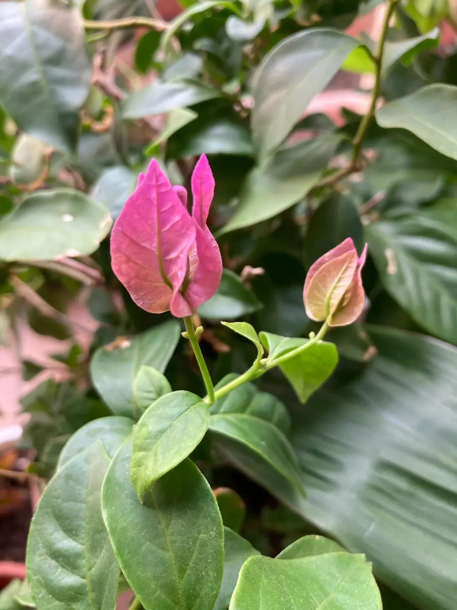 適当な価格 ブーゲンビリアお花満開中 （ブーゲンビリアの花が咲いた｜園芸 鉢花