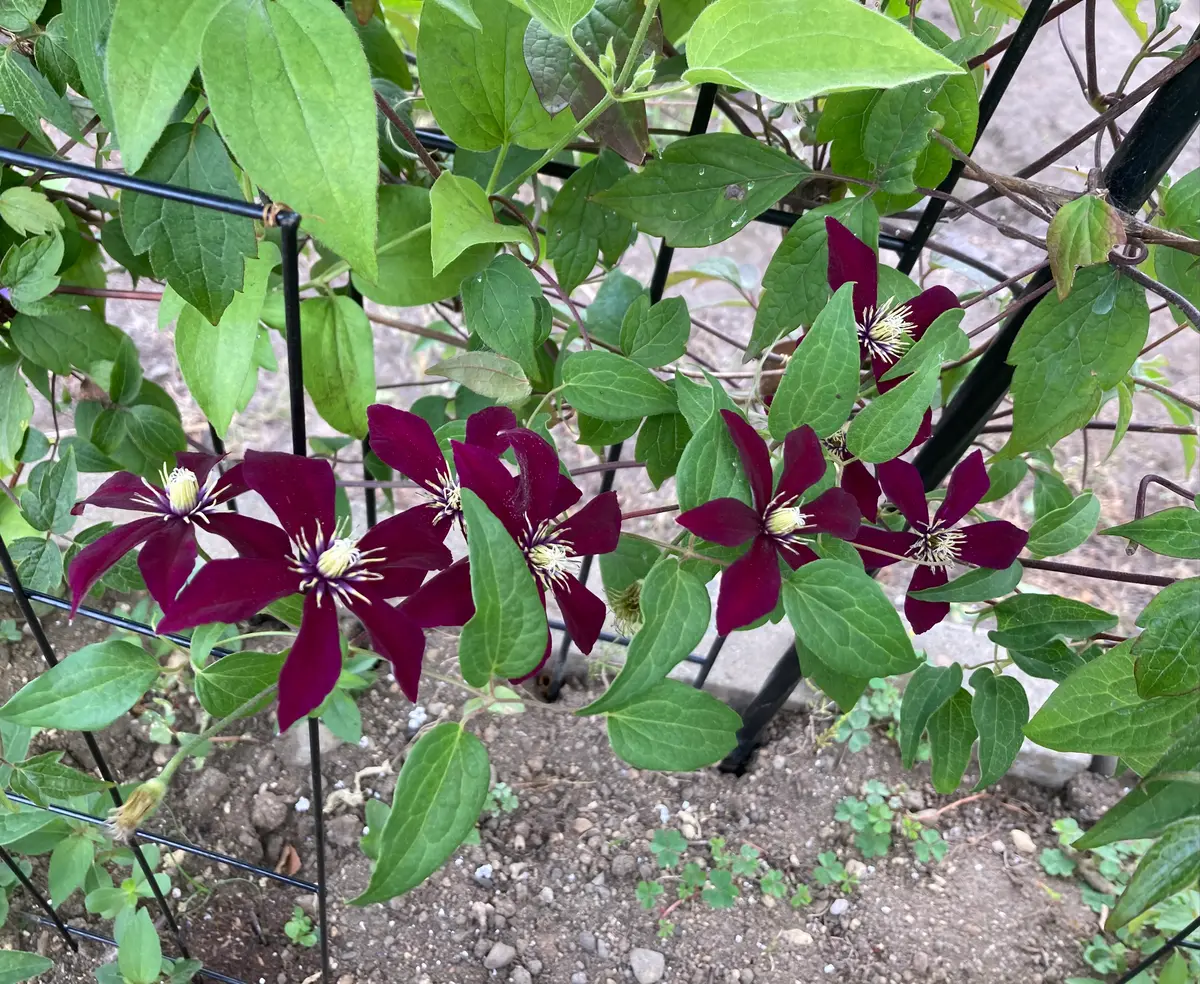 ブーゲンビリア希少　No877 3～4種類の花が咲きます‼️接ぎ木です‼️ ブーゲンビリア希少 No877 3～4種類の花が咲きます‼️接ぎ木です‼️