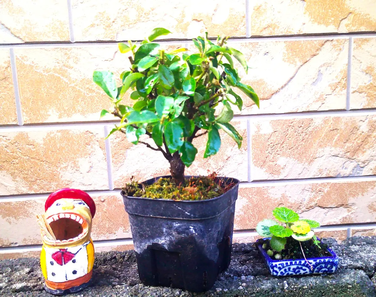 挿し木苗3年生『秋グミ』、ゆっくりと樹形づくりです。｜園芸日記