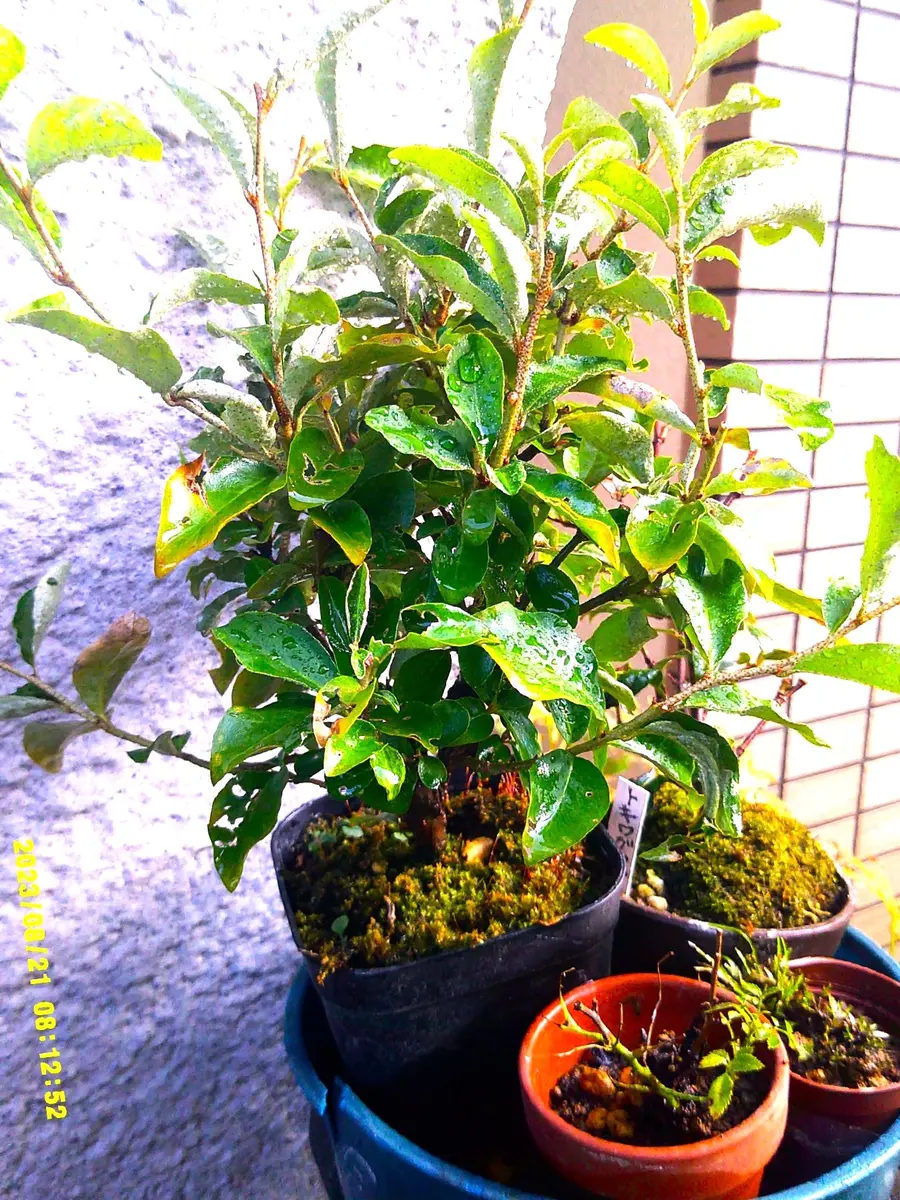 挿し木苗3年生『秋グミ』、ゆっくりと樹形づくりです。｜園芸日記