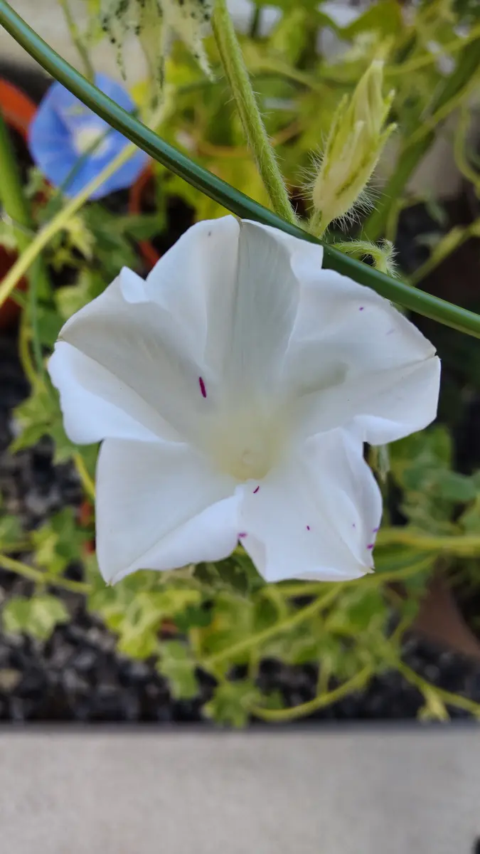 今朝の朝顔（変化朝顔姫・北京天壇）｜園芸日記byすもも.｜みんなの