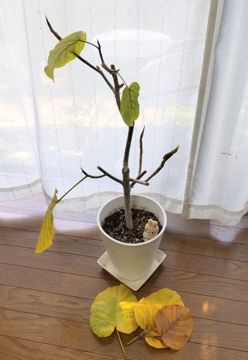 ウンベラーターの日記一覧|Sakurasouさんの園芸日記-みんなの趣味の園芸
