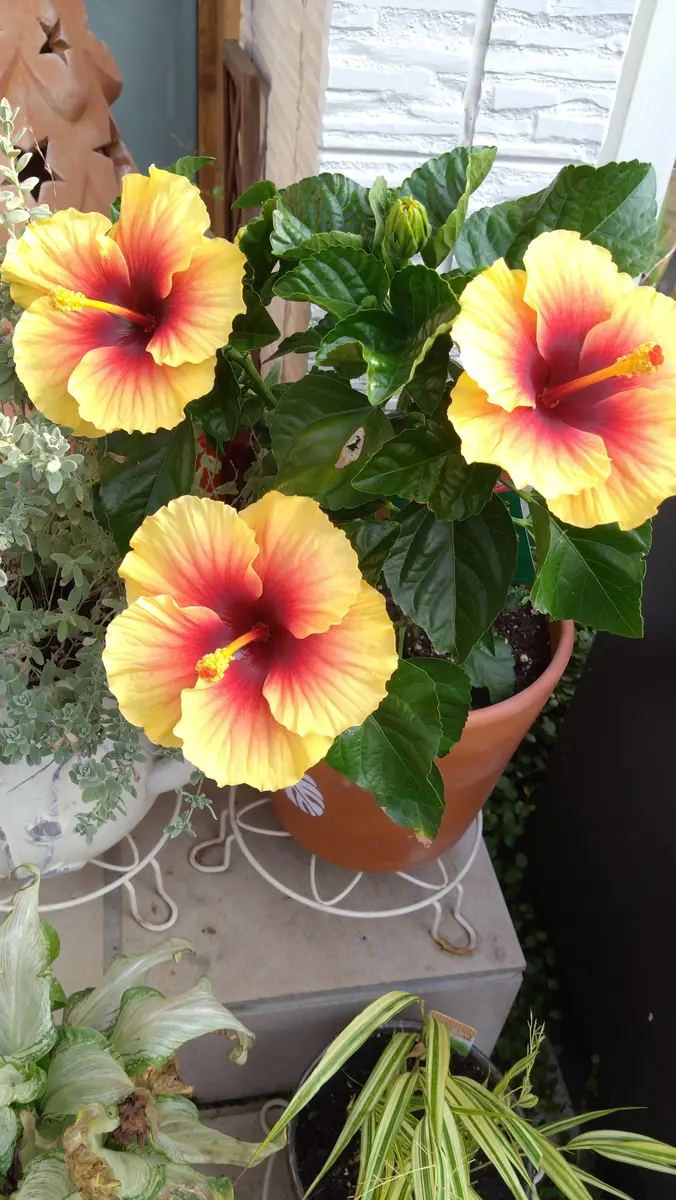 ハイビスカス ビオラ種まき｜園芸日記by松菊紅花｜みんなの趣味の園芸