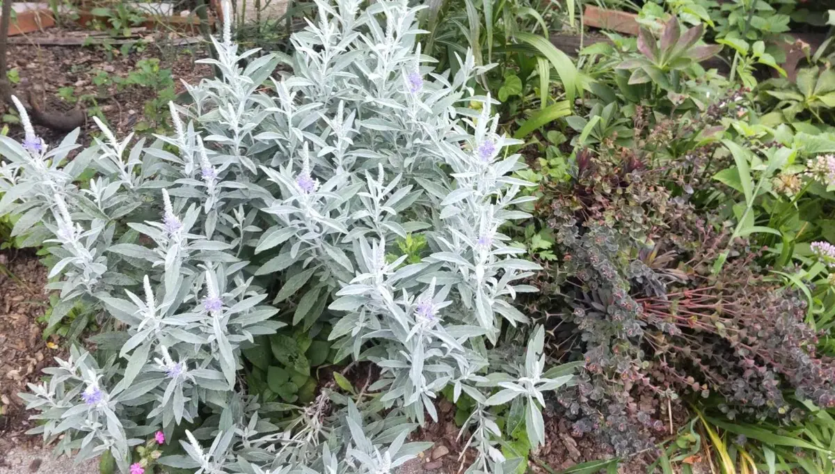 ご確認用　トウテイラン 洞庭藍（トウテイラン）｜園芸日記byGalanthophile｜みんなの