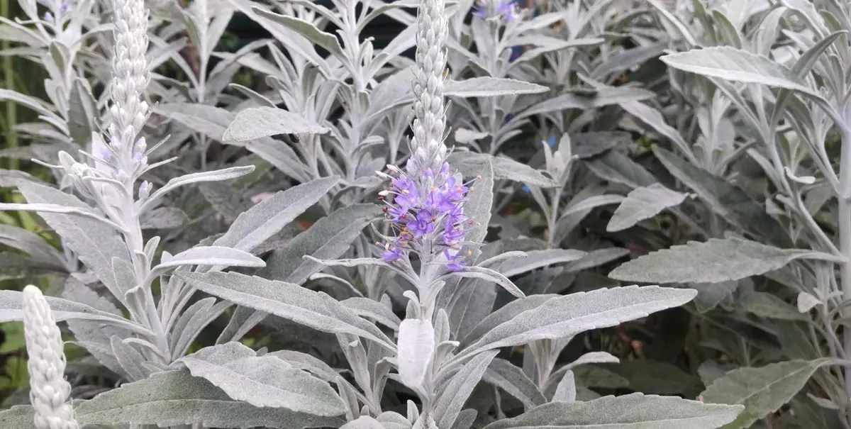 ご確認用 トウテイラン 園芸ネット本店｜トウテイラン3.5号ポット の