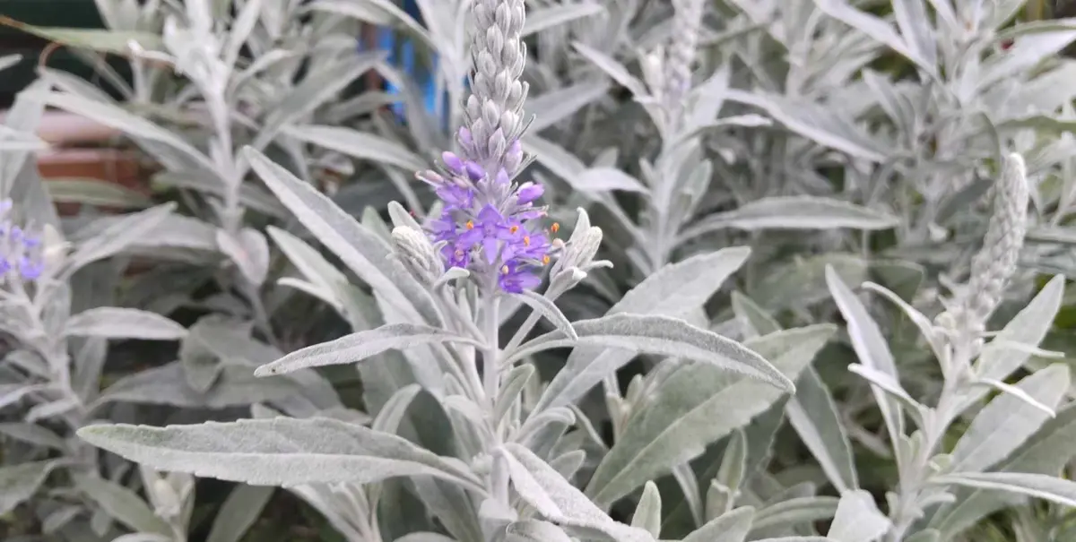 洞庭藍（トウテイラン）｜園芸日記byGalanthophile｜みんなの趣味の