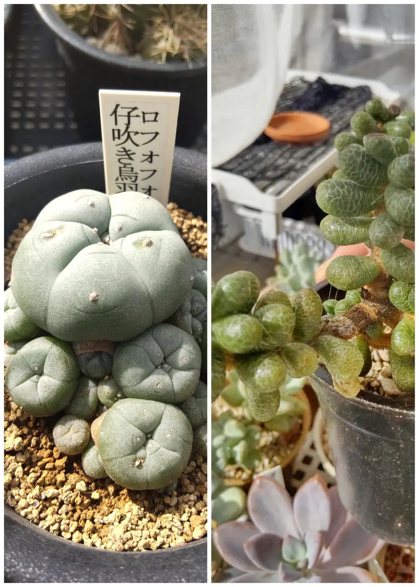 コレクションカード追加されました💳｜園芸日記byアザラシ大好き