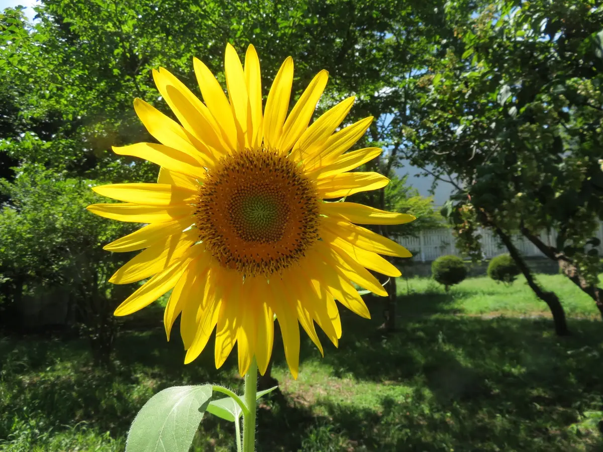 まぶしい🌻向日葵(*ﾟ∀ﾟ)｜園芸日記byことだま｜みんなの趣味の園芸