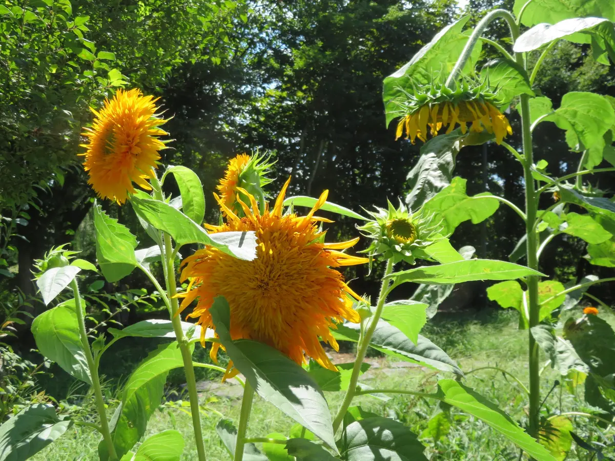 まぶしい🌻向日葵(*ﾟ∀ﾟ)｜園芸日記byことだま｜みんなの趣味の園芸