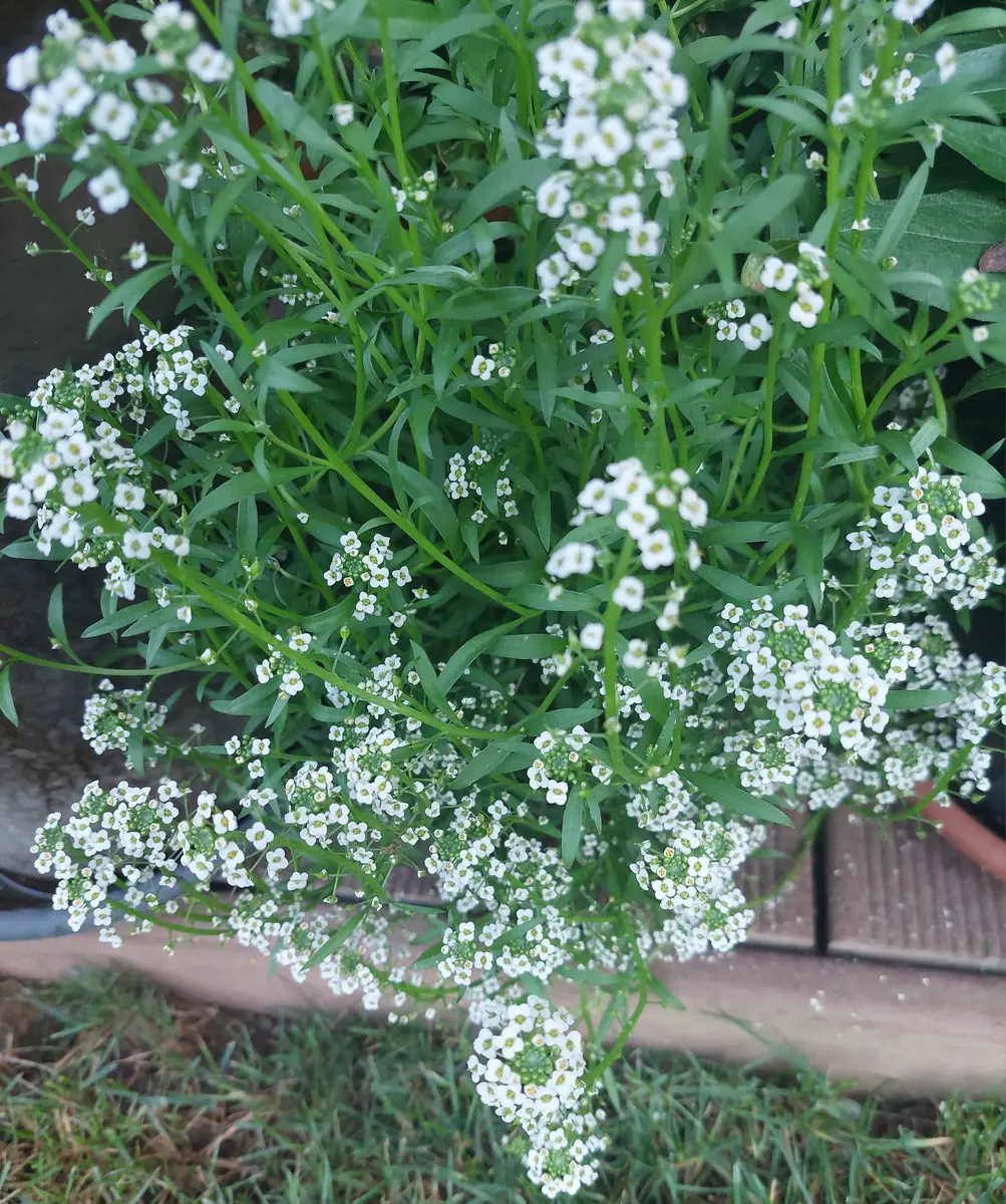 ゼラニウムの天敵😰(虫の画像あり)、アリッサム、朝顔|園芸日記 ゼラニウムの天敵😰(虫の画像あり)、アリッサム、朝顔|園芸日記
