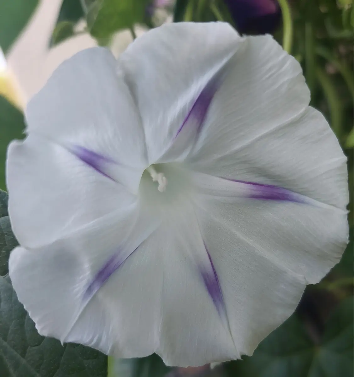 ゼラニウムの天敵😰(虫の画像あり)、アリッサム、朝顔|園芸日記 ゼラニウムの天敵😰(虫の画像あり)、アリッサム、朝顔|園芸日記