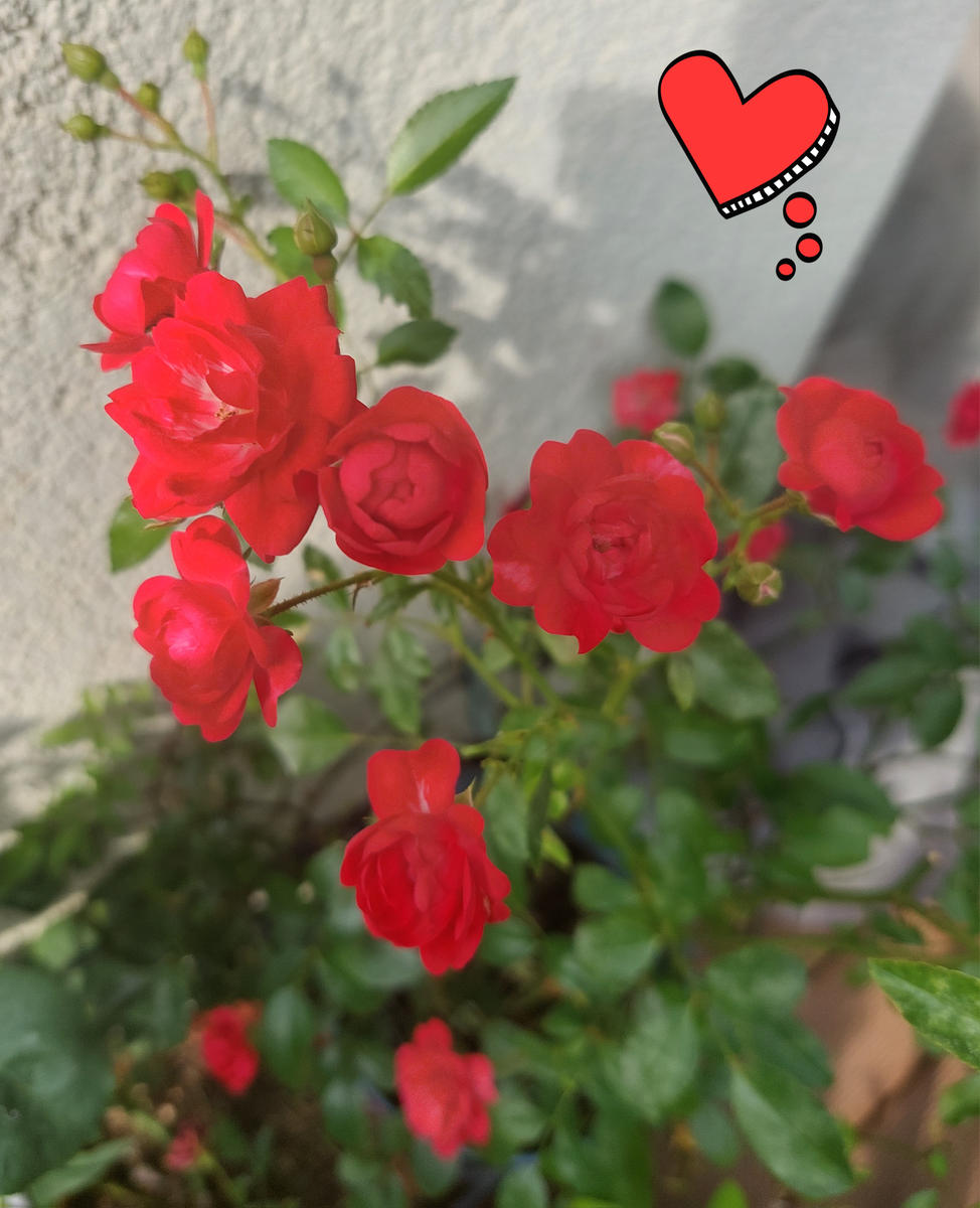 ハート型に見えるミニバラ♥️、モニカ薔薇?、ペチュニア｜園芸日記 