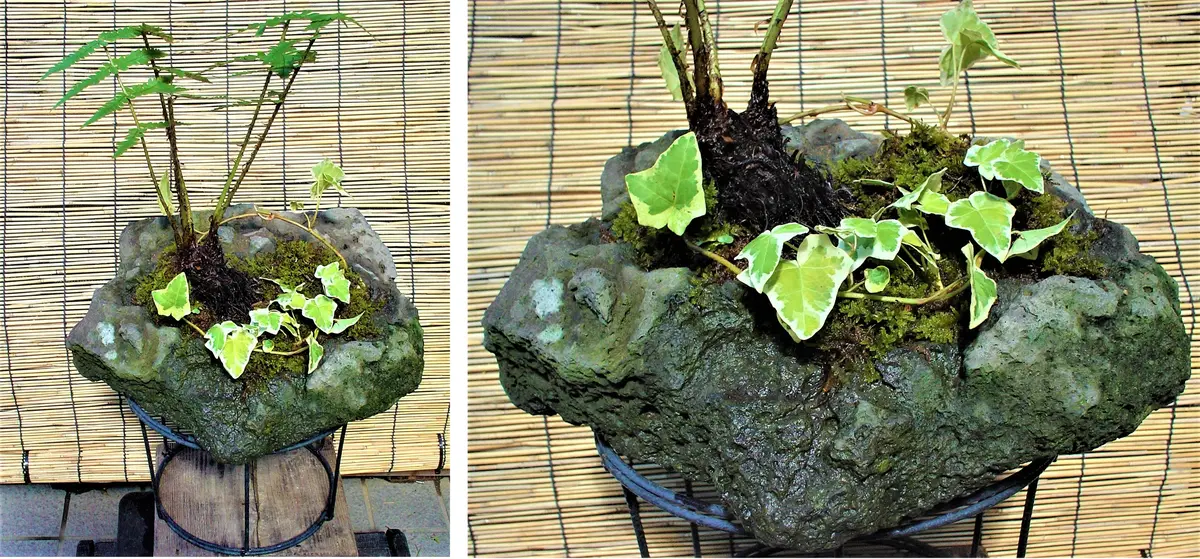 寄せ植えモドキ（47）： 溶岩石＜1＞｜園芸日記by団塊おやじ