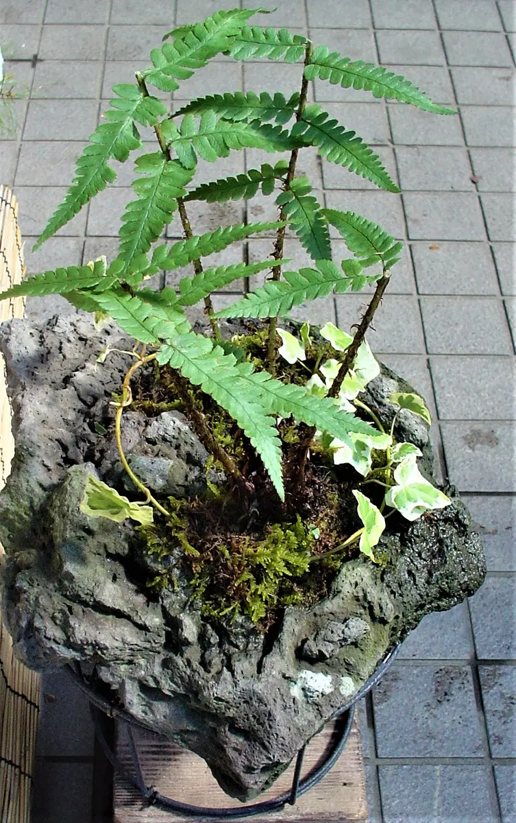 寄せ植えモドキ（47）： 溶岩石＜1＞｜園芸日記by団塊おやじ