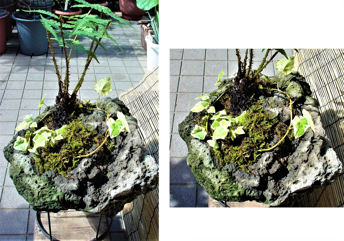 寄せ植えモドキ（47）： 溶岩石＜1＞｜園芸日記by団塊おやじ