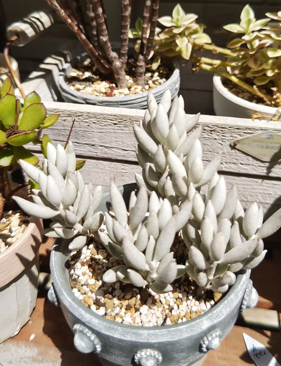 新宿で手渡し限定【観葉植物】 ミルクブッシュ大型株❤️ 全長約