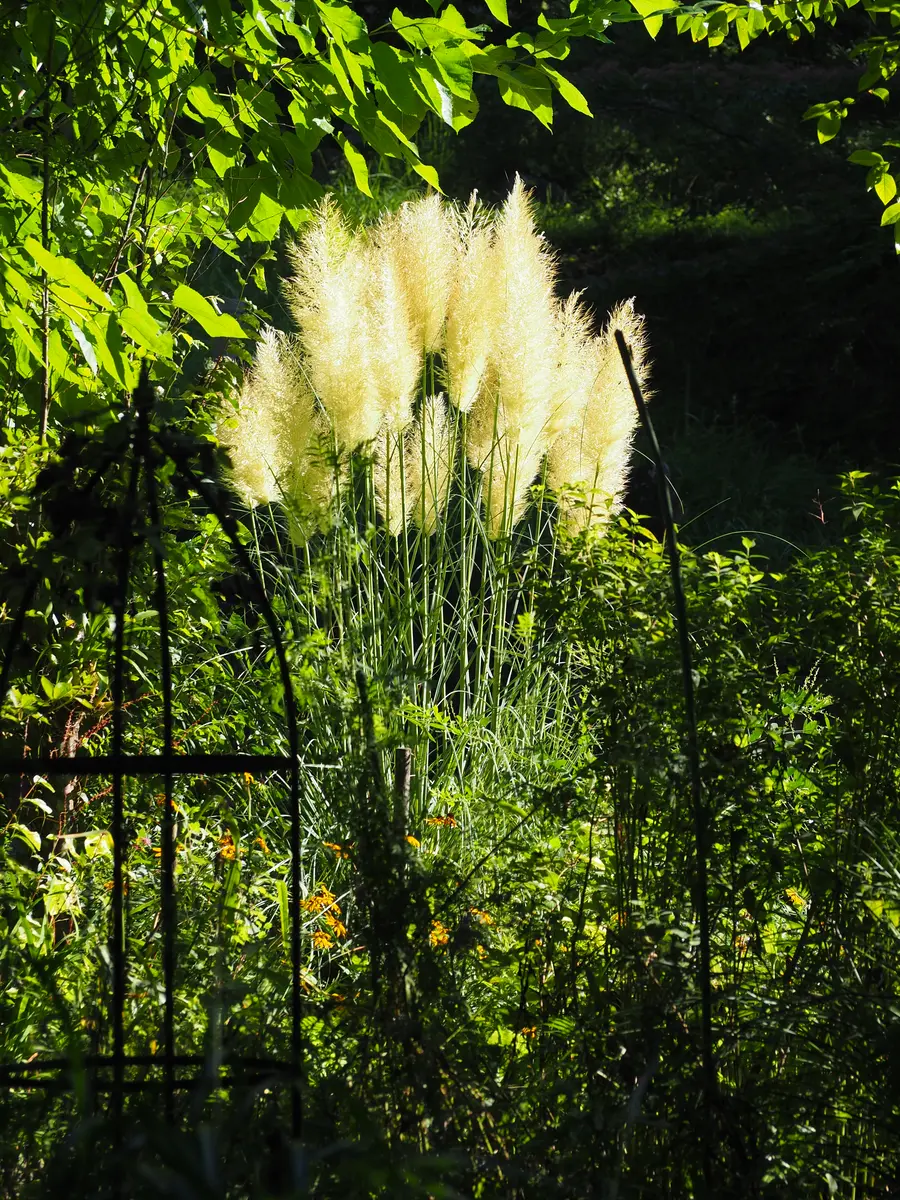パンパスグラスの日記一覧|えなばーばさんの園芸日記-みんなの趣味の園芸