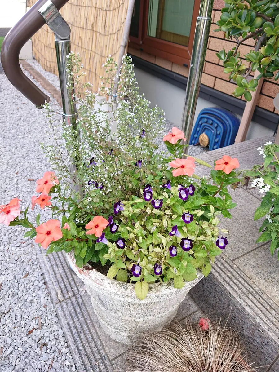 久々に作った寄せ植え｜園芸日記by相模のすずめ｜みんなの趣味の園芸