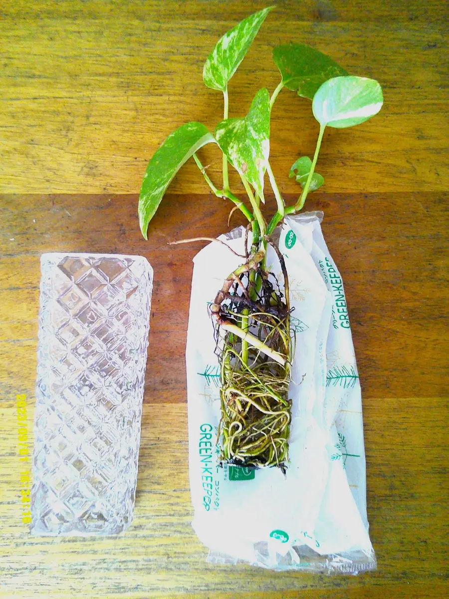 2,3年も花瓶で生きる観葉植物『ポトス』からの【根】学習。｜園芸