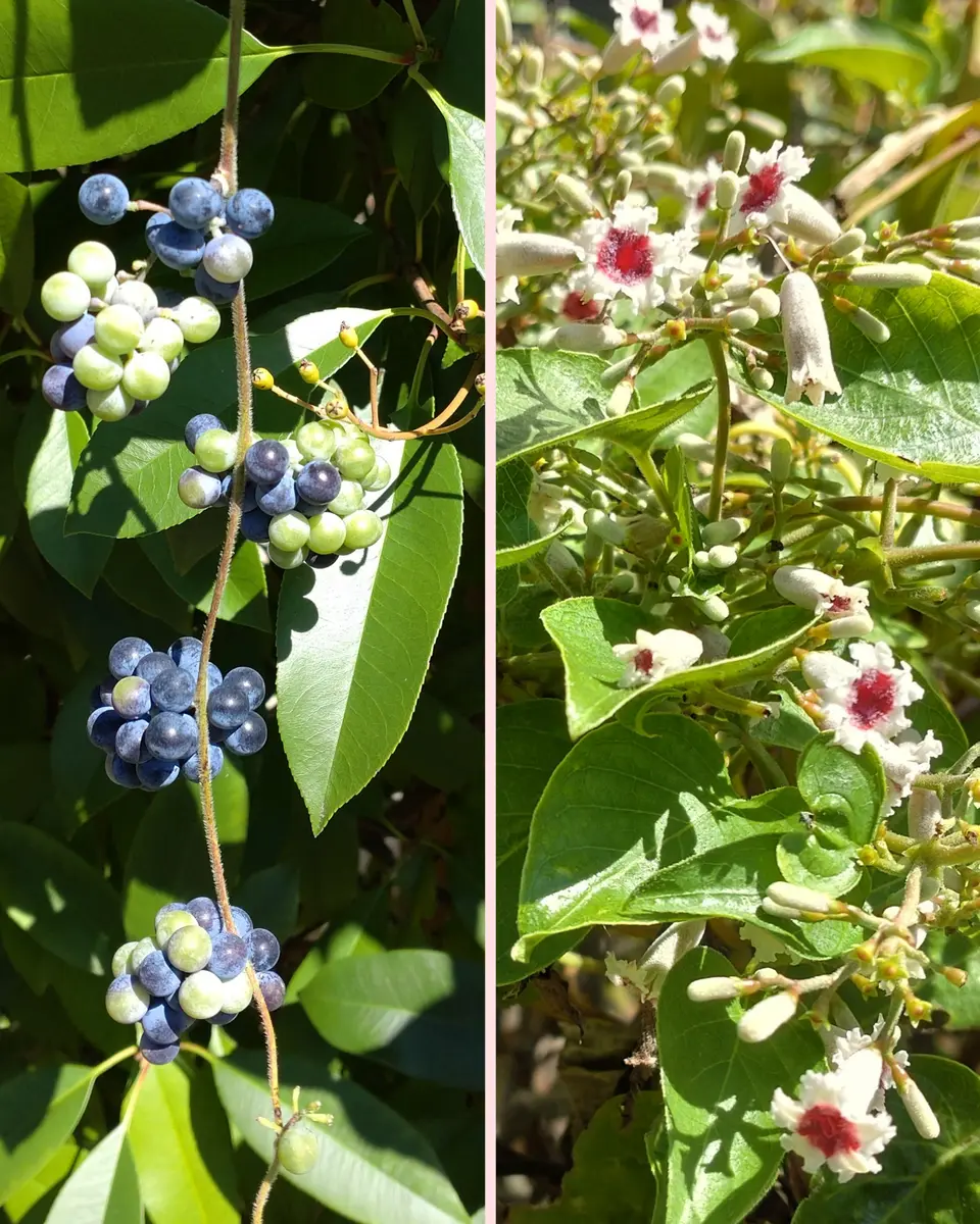 アオツヅラフジ（青葛藤）でリース💙｜園芸日記byおれんじぺこ