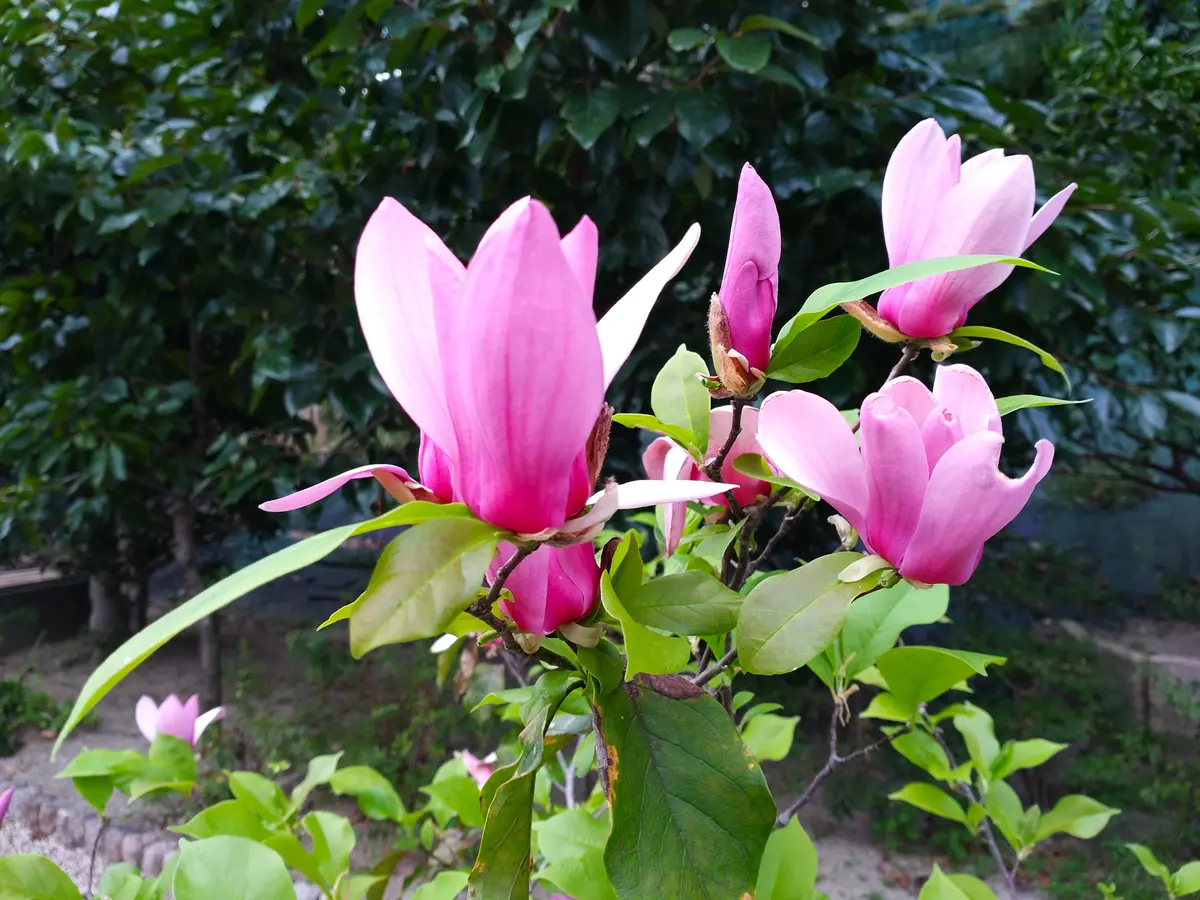 アオツヅラフジ（青葛藤）でリース💙｜園芸日記byおれんじぺこ