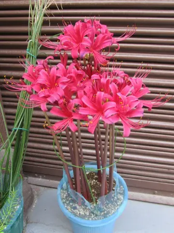 原種ガーベラ、リコリス 原種ガーベラ、リコリス 原種ガーベラ、リコリス これがガーベラの原種