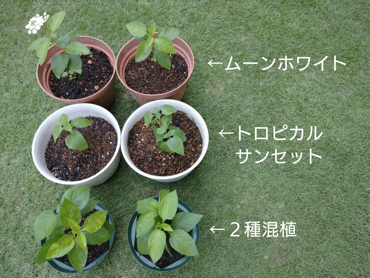 🪴ランタナ挿し木・鉢上げ👋😃｜園芸日記bymtaka｜みんなの趣味の園芸