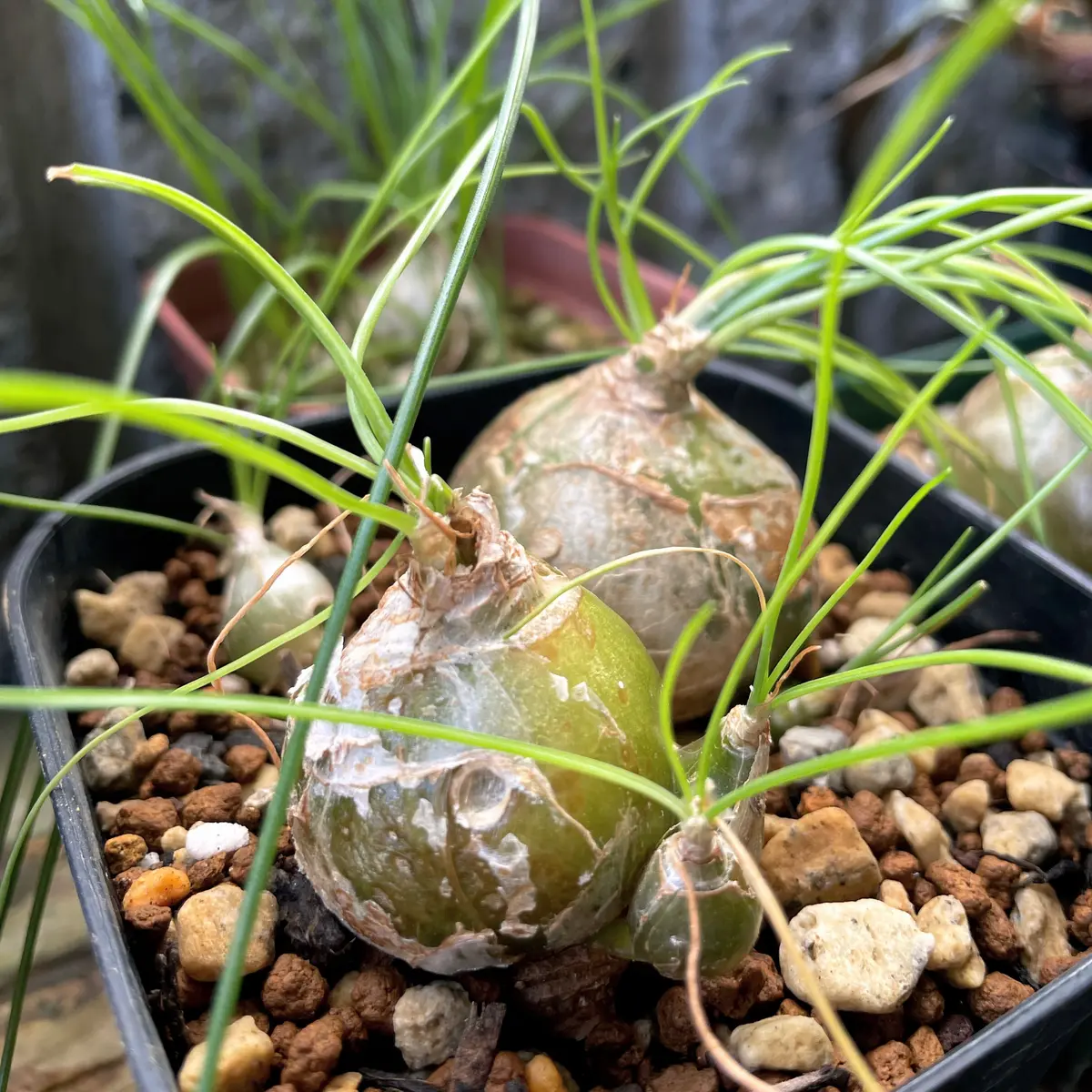 アルブカ・フミリス｜園芸日記byいも子｜みんなの趣味の園芸｜1119468