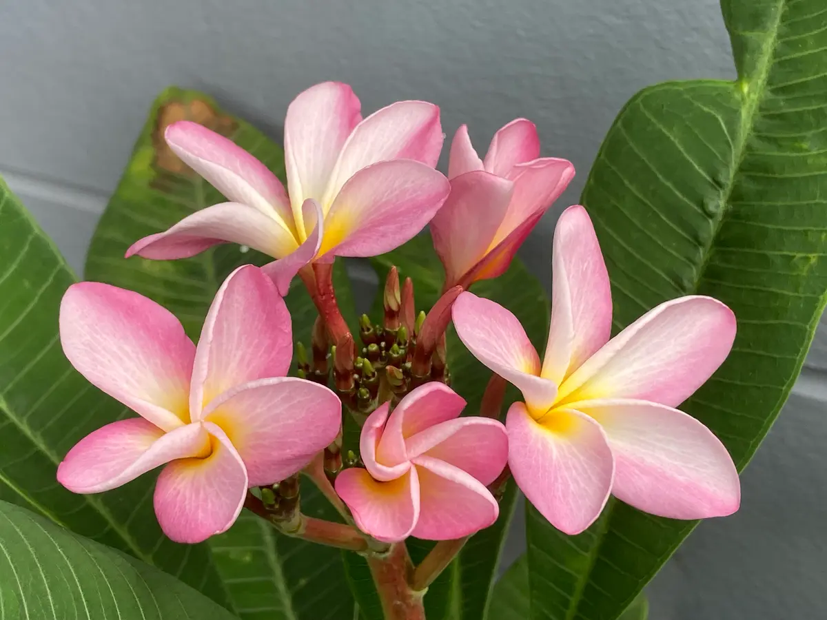 プルメリア エルシー｜園芸日記byくーちゃん｜みんなの趣味の園芸｜1119725