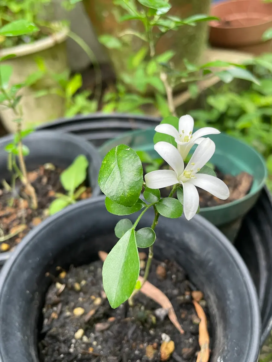 シルクジャスミンに花が咲いてます｜園芸日記byたろきい｜みんなの趣味