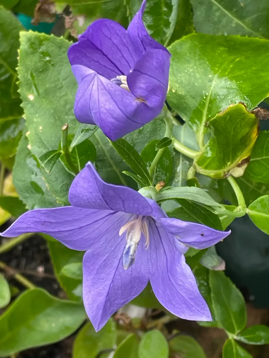 桔梗は星の花？｜園芸日記byMemoryofHappyRose｜みんなの趣味の園芸