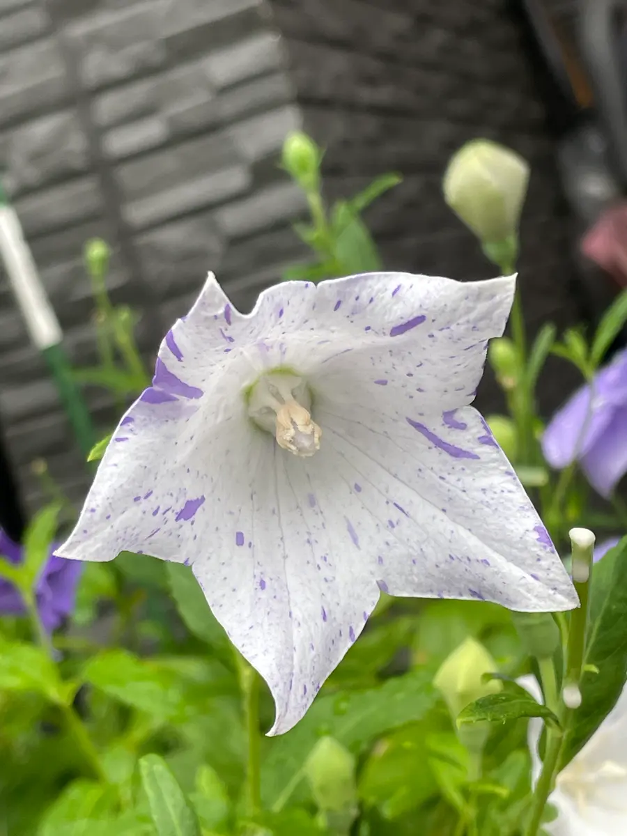 桔梗は星の花？｜園芸日記byMemoryofHappyRose｜みんなの趣味の園芸