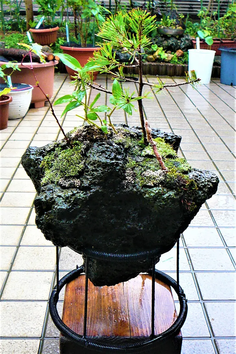 寄せ植えモドキ（49）： 溶岩石＜2＞｜園芸日記by団塊おやじ