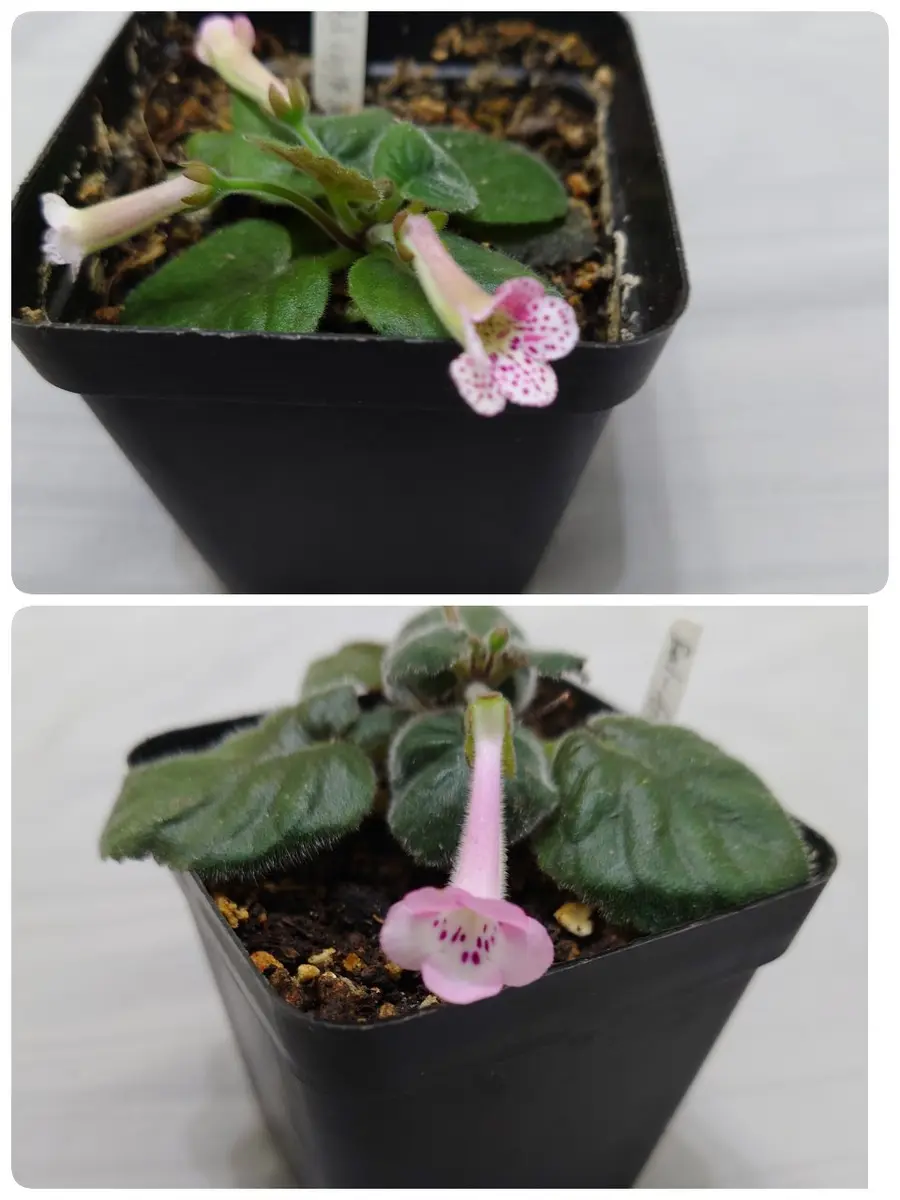 ミニのシンニンギア｜園芸日記byGalanthophile｜みんなの趣味の園芸