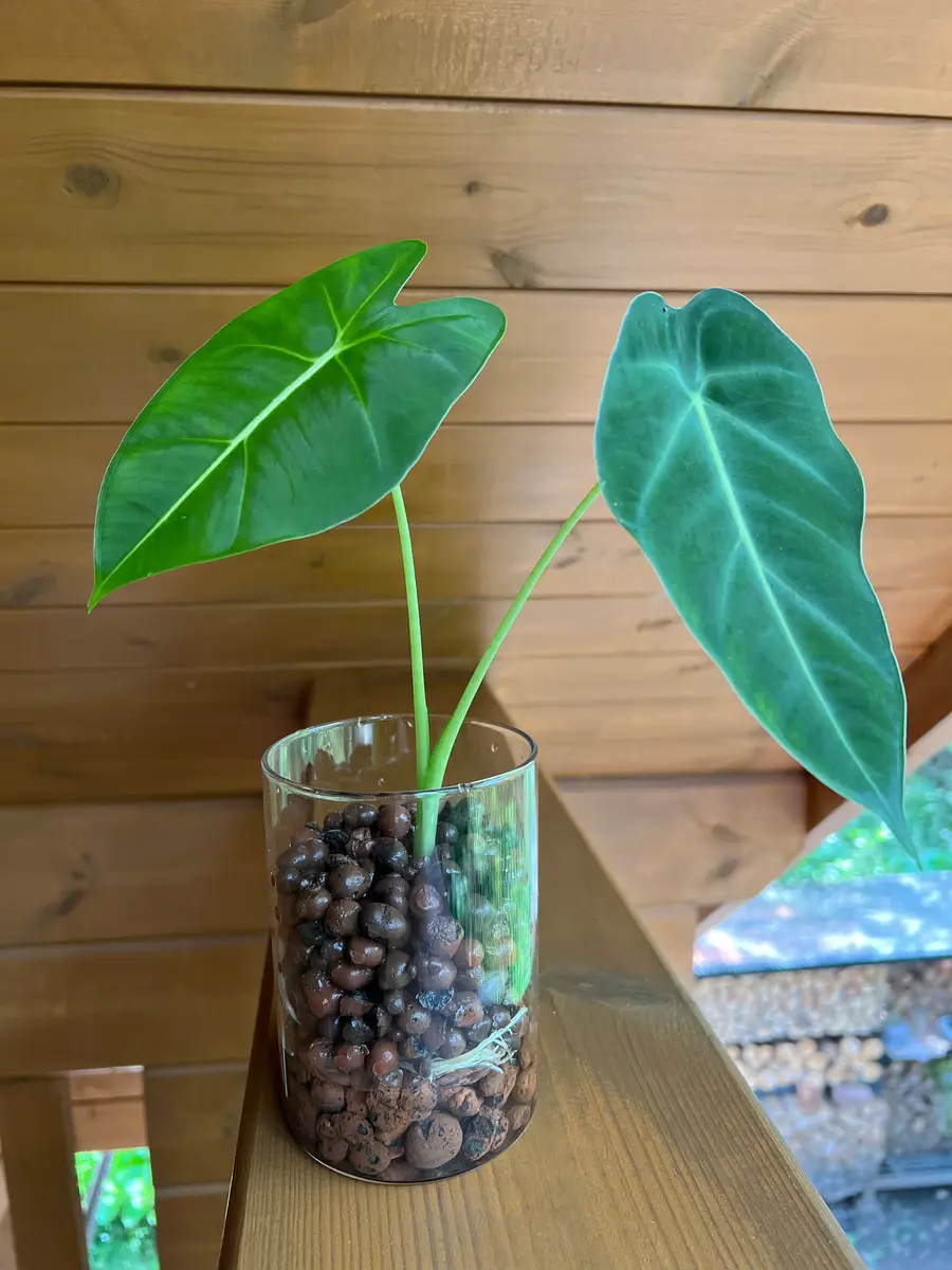 アロカシアの芋（2個）のその後3｜園芸日記byさとこんぶ｜みんなの趣味