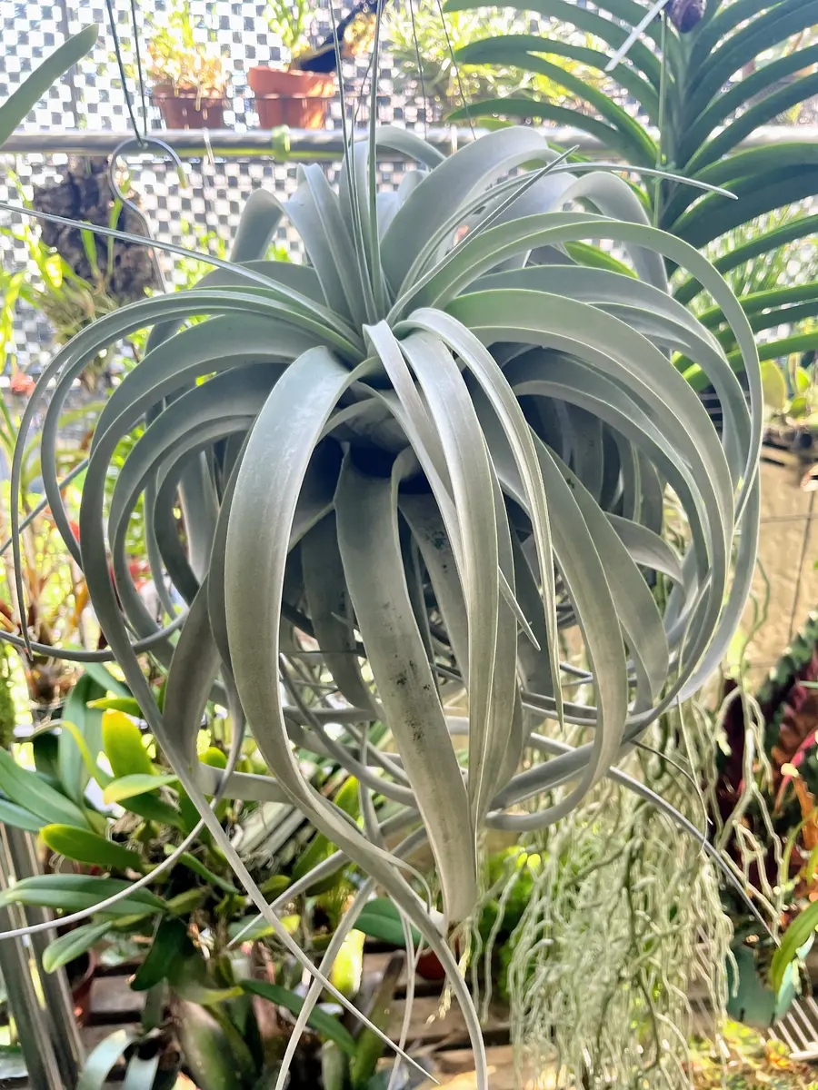 チランジア・キセログラフィカ15株まとめ チランジア：キセログラフィカ・レギュラーサイズ 3株セット の