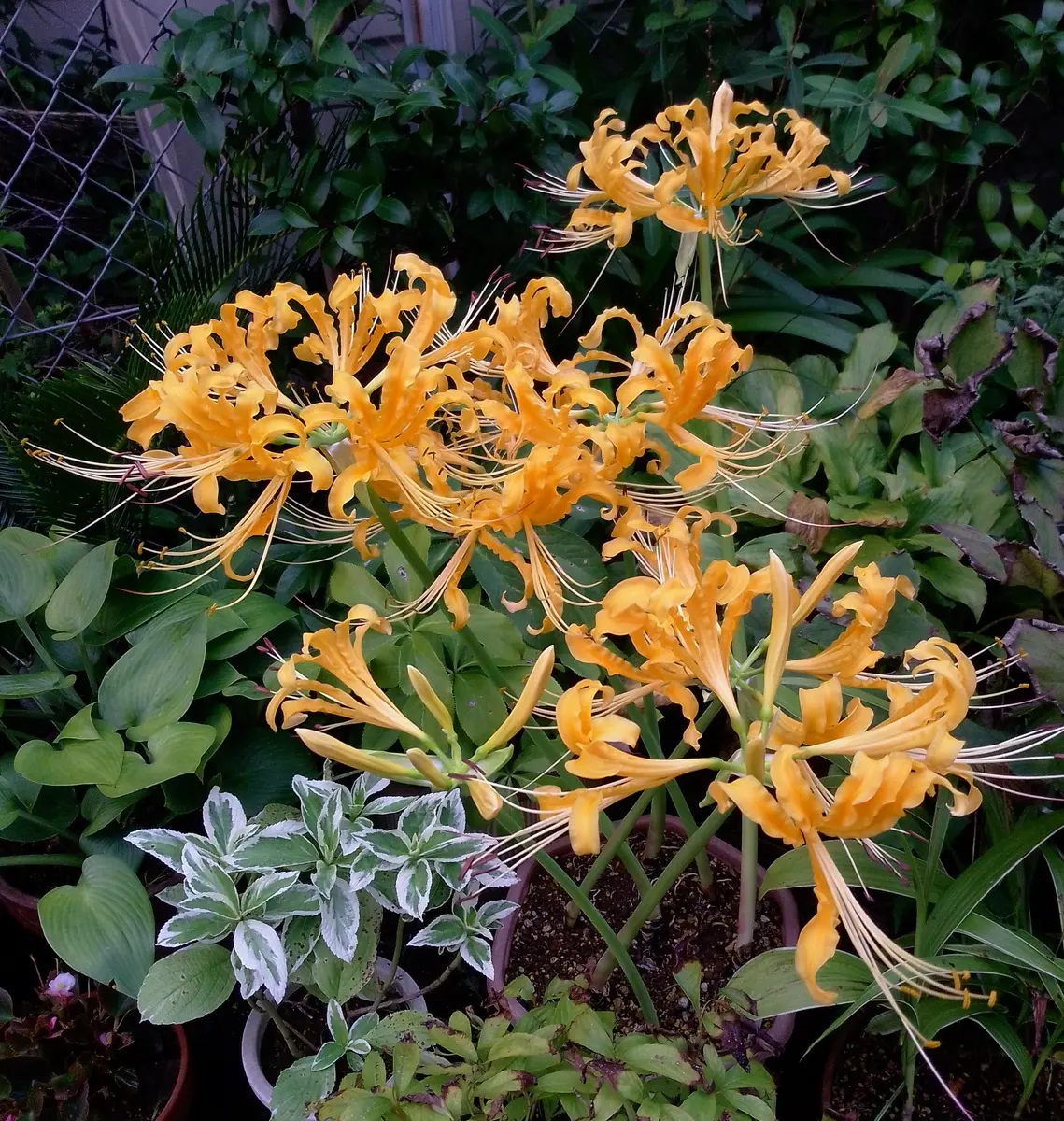 黄色の彼岸花、全開です(⁠＾⁠∇⁠＾⁠)⁠ﾉ⁠♪｜園芸日記by毎日お花