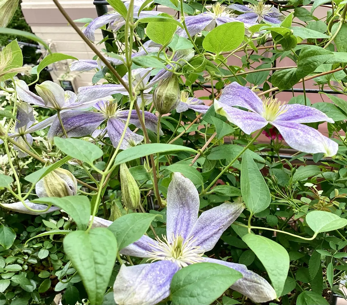 クレマチス・霞の3番花、クライミングサンパラソル秋花開花！ と、お