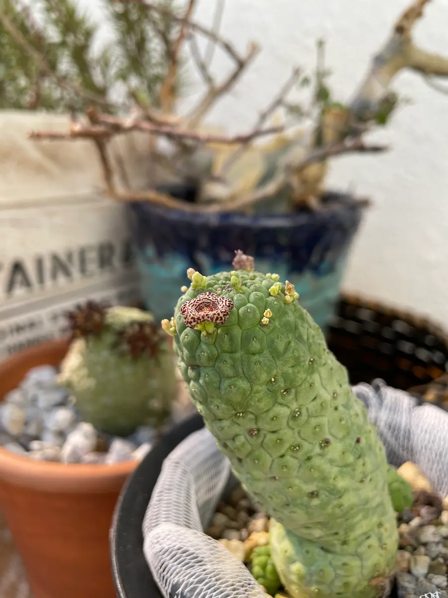 仏 頭 玉 ラリレアキア カクティフォルメ 仏頭玉 Larryleachia cactiformis