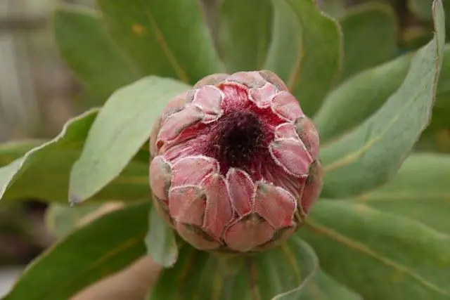 クイーンプロテア｜園芸日記byジャカランダ｜みんなの趣味の園芸｜112336