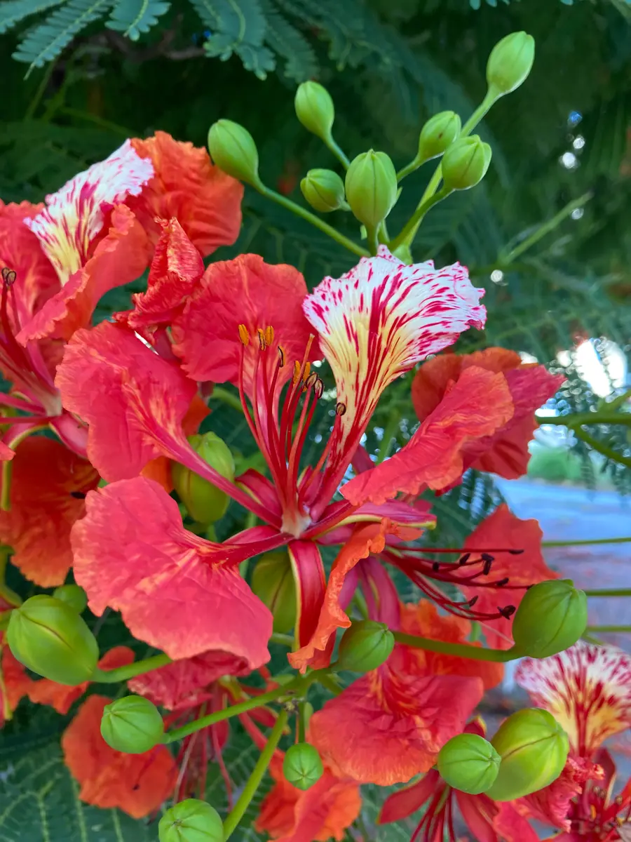 ホウオウボク（鳳凰木）｜園芸日記bymikatan｜みんなの趣味の園芸｜1123583