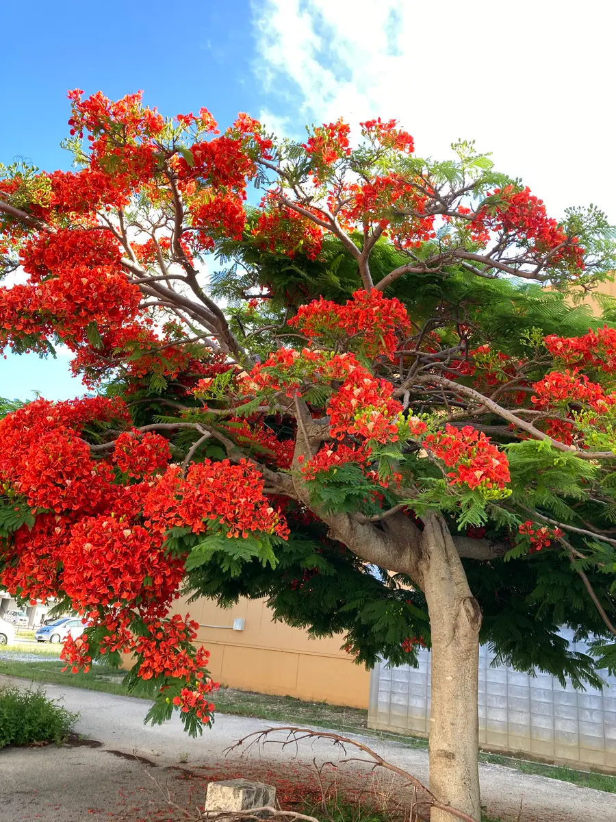 ホウオウボク（鳳凰木）｜園芸日記bymikatan｜みんなの趣味の園芸｜1123583