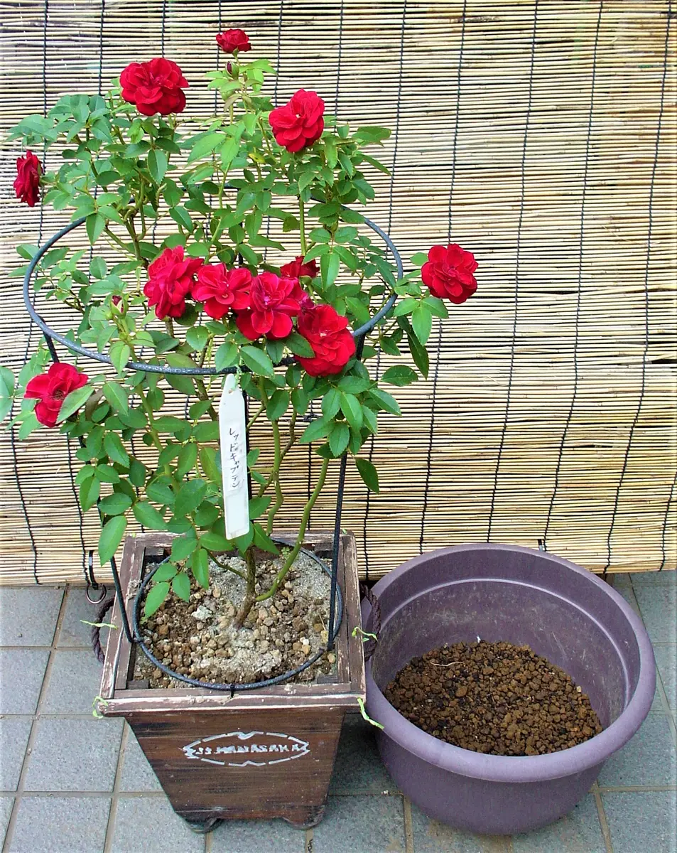 バラ苗 ラブストラック (大苗) つるバラ 四季咲き 中大輪 赤系