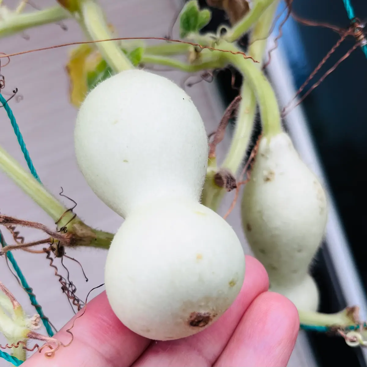 ひょうたんマリー5こと千成りひょうたん2こと豆ひょうたん23こ 即日☆【ドライ】大地農園/豆ひょうたん 5個 N/22330-000 - 花材