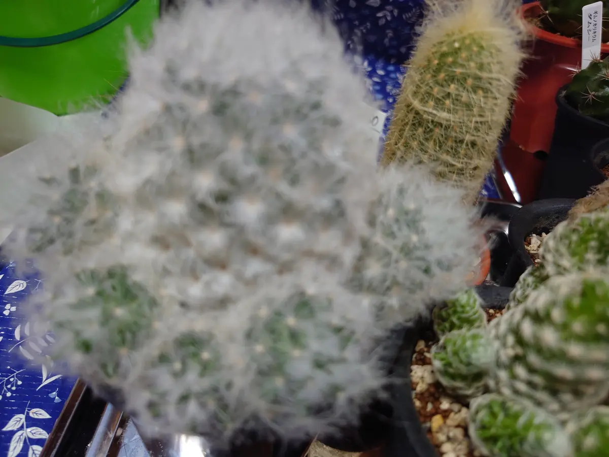 【WEB限定】 サボテン 白星🌵｜園芸日記bymeme1969｜みんなの趣味の園芸｜1124414 その他多肉植物